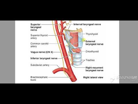Larynx