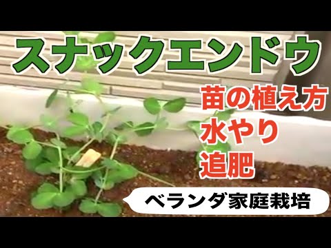 春の平らなエンドウ豆 植物