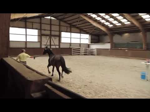 Romy (Revolution x De Niro x Prince Thatch xx)