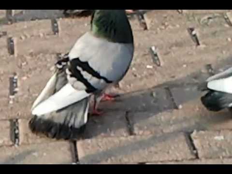 Champion Serbian highflyer, Srpski visokoletaci