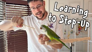 Quaker Parrot Learning to Step Up On My Hand