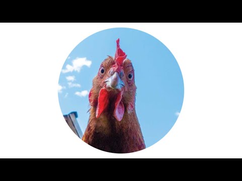 CREW BASS - KYAT PHA (ကြက်ဖ) [ Org + VIP ]