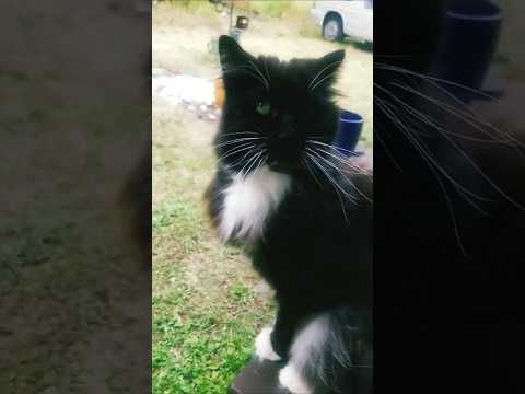 One of my FONDEST #memories was when @babathegreat13 took care of baby #bunny 🐈‍⬛✨️🌈 #rip #cutecat