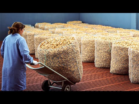 How It's Made Wine Cork - Harvesting 50 Million Cork Wine and Making Process in factory