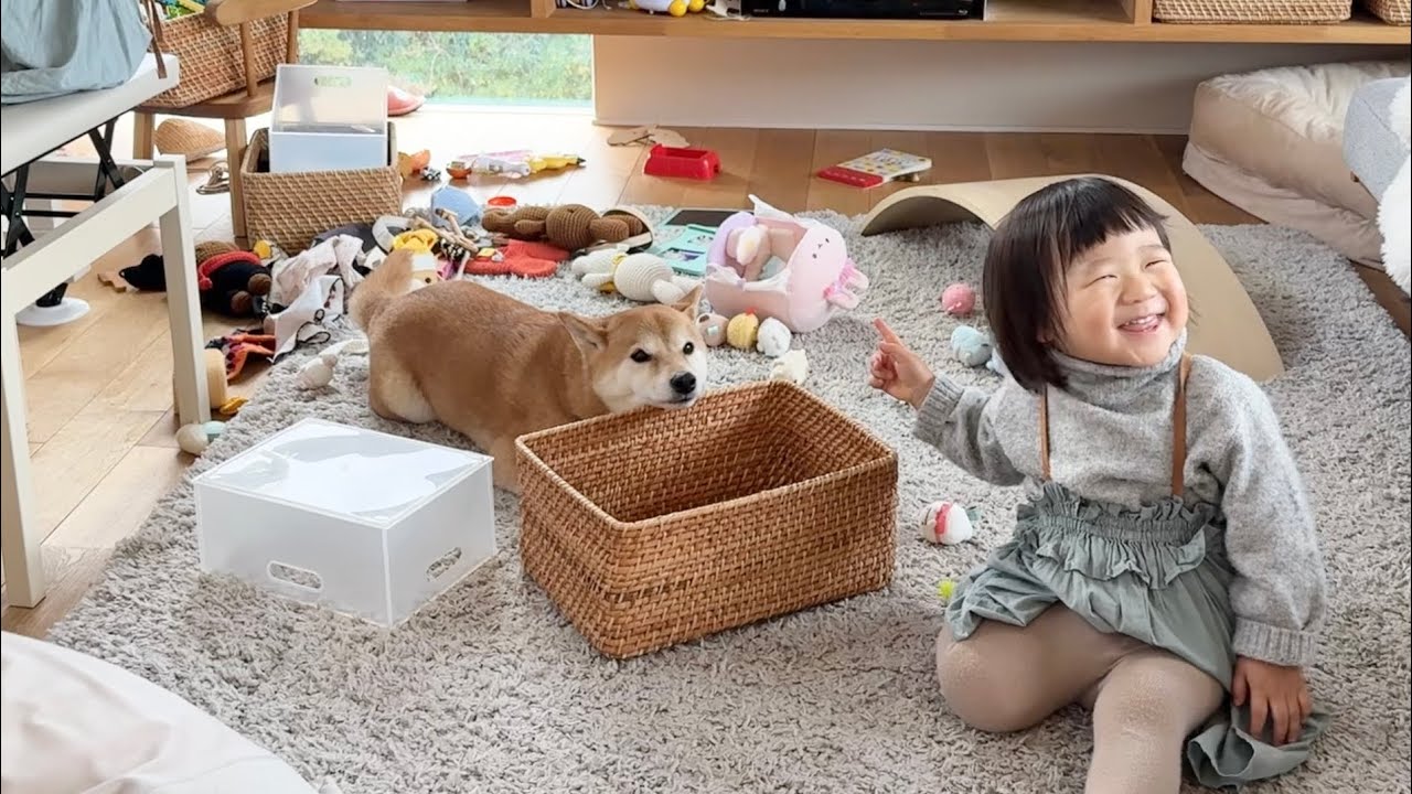 柴犬のあごのせがツボってしまった2歳娘