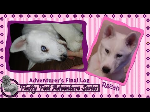 Razah: Adventurer's Final Log!