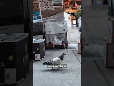 Forget cheesesteaks. Philly has pigeon tours now