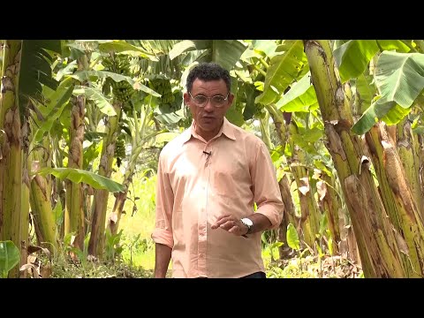 Empresário e Agrônomo realizam manejo orgânico para plantação de bananas em Valença 25 03 2023