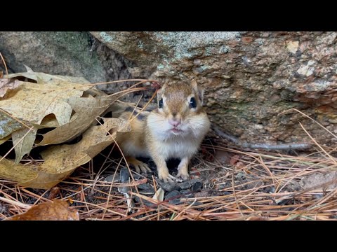 얼굴만 보여주고 자꾸 숨길래 카메라만 두고 자리를 떴더니..