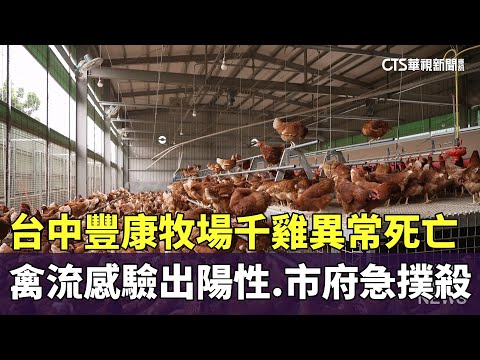 台中豐康牧場千雞異常死亡　禽流感驗出陽性　市府急撲殺