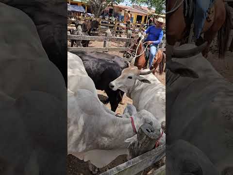 Feira de gado de Campo Grande Alagoas Sábado 03/10/2026ERIEL OFICIAL 🎥