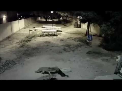 Coyotes tearing apart and kill cat