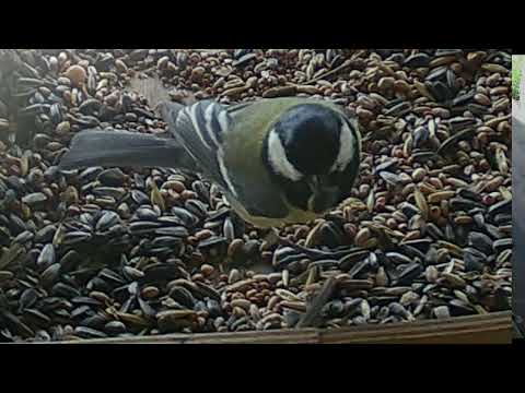 Sperling (Spatz), Kohlmeisen usw (1)