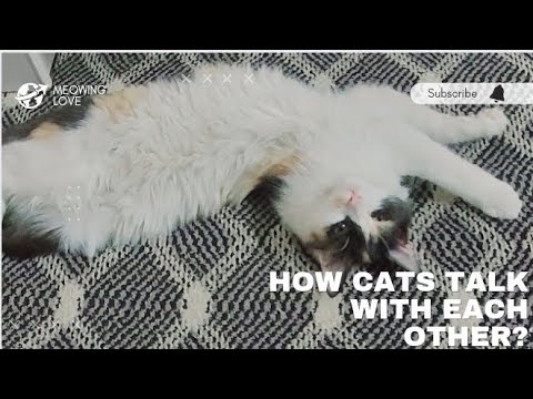 How do Cats Talk with each other? || Talkative Cats || Coco and Friends