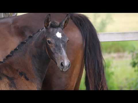 Kebella von Worrenberg, Livello x Accorado, geb. 21.4.2017, Holst