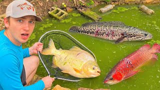 Saving EVERY Fish From DESTROYED Abandoned Pond!