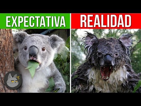 10 Animales a Los Que Te Tienes Que Acercar Con Mucha Precaución