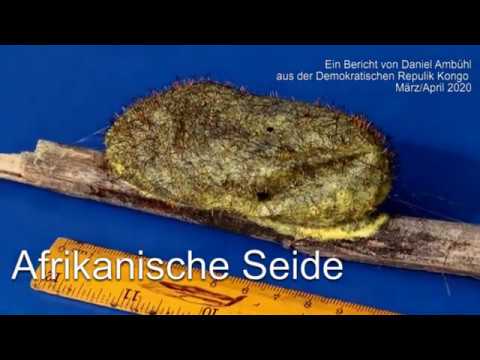 Seidenspinner Afrikas