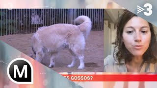 El nombre de gossos a Barcelona s&#39;ha multiplicat per 8 en 20 anys - Els Matins