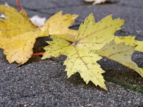 Shlomi Efrati, Reading and Translating the Priestly Blessings: Rabbinic, Targumic & Medieval Reading