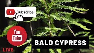 Bald cypress bonsai demo