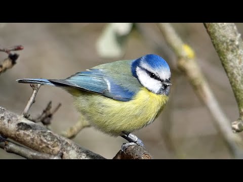 Bird Facts: The Eurasian Blue Tit