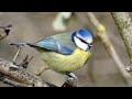 Bird Facts The Eurasian Blue Tit