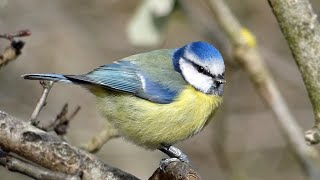 Download lagu Bird Facts: The Eurasian Blue Tit mp3