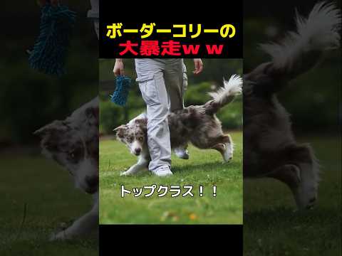 ボーダーコリーの大暴走ww　#ボーダーコリー #笑える #癒し #ボーダーコリーのいる生活 #大型犬のいる生活  #元気になる動画