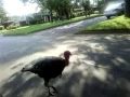 turkey chases car funny turkey chases car funny