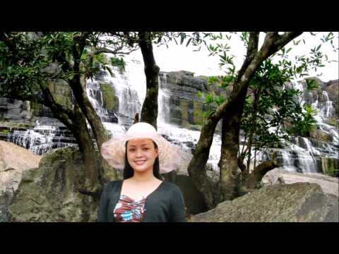 Mimosa vàng - Thu Hương