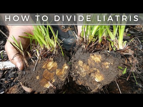 How to divide Blazing Star