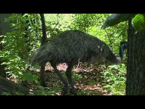 Hopatcong Missing Emu
