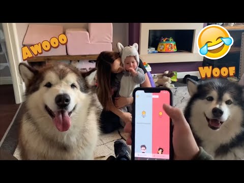 Testing Dog Translator App! Howling Alaskan Malamutes!! - YouTube