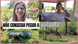 Minha abóbora gigante/Colheita na horta/Chuva que cai