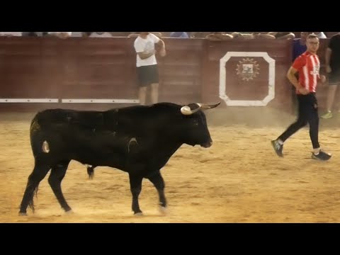 Arévalo 2023 Capea con Toros Bravos