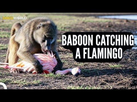 Baboon Catching A Flamingo I Dubbed In English Documentary