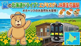 夏の北海道ドライブ旅【小清水原生花園】どこまでも続く青空、黄色い花畑とオホーツクの風