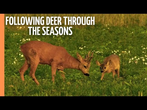 Secrets of the Wild - Following Deer Through the Seasons | Full Documentary
