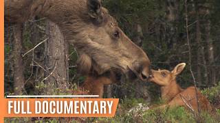 Secrets of the Wild - Following Deer Through the Seasons | Full Documentary