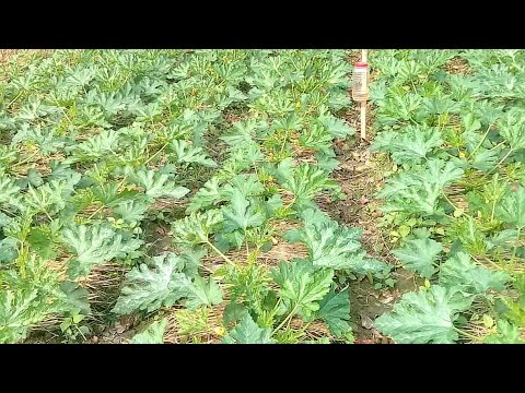 স্কোয়াশের জমি চাষ, বেড প্রস্তুতি ও নালা তৈরী করার সহজ প্রক্রিয়া