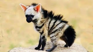 Animals That ALMOST Went Extinct!