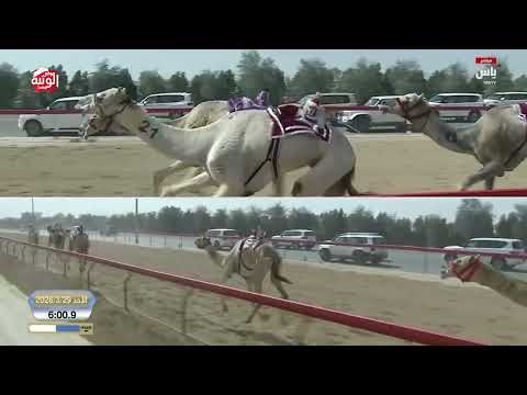 ش 5 (حشيم) لـ هجن الرئاسة 12:56:19 ، ختامي المرموم 2026/03/29 حول زمول