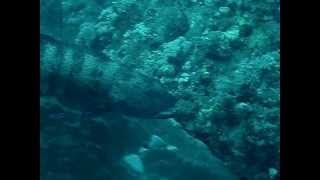 Sudan Grouper At Station of Clearing