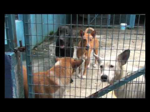 A Different Spin: Animal Cruelty