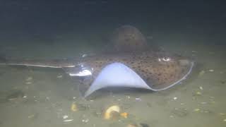 This could be the last Night Dive of the season in Belmar NJ