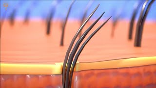 Why Do We Have Butt Hair What Happens When We Shave It|#Enjoy your mind