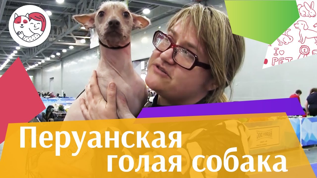 Перуанская голая собака на Евразии 17 ilikepet