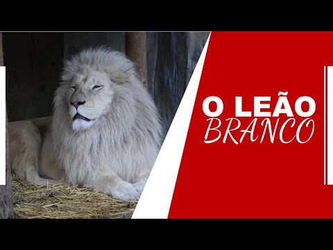 O Incrível Leão Branco Sul-Africano (White Lion) | 001