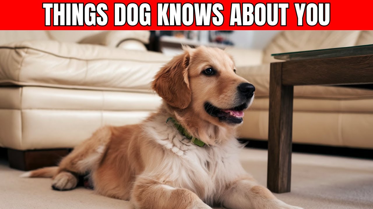 10 Shocking Things ONLY Your Dog KNOWS About You